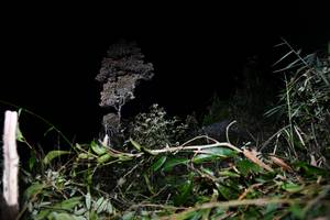 BIB: 
                            <button type="button" onclick="openModal(13550563)" class="btn btn-primary btn-sm float-right btn-popup" data-toggle="modal" data-target=".modal-high-quality">
                        <i class="fas fa-shopping-cart"></i> Add to Cart
                    </button>
                                            <button type="button" onclick="isThisMe(13550563, true)" class="btn btn-success btn-sm float-right btn-popup btn-isme hidden" data-toggle="tooltip" data-placement="bottom" title="นี่คือรูปของคุณใช่ไหม คลิกที่นี่เพื่อเอาเข้าอัลบั้ม">
                        <i class="fas fa-plus"></i> Add to album
                    </button>
                    <button type="button" onclick="isThisMe(13550563, false)" class="btn btn-warning btn-sm float-right btn-popup btn-isnotme hidden">
                        <i class="fas fa-ban"></i> Remove from album
                    </button>